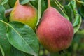 Pears on the tree