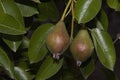 Pears tree Royalty Free Stock Photo