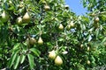 Pears on a tree