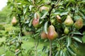 Pears tree with ripe pears