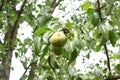 Pears on the tree. ripe juicy pears hang on tree branch in the garden. Copy space, harvest concept