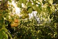 Pears on tree