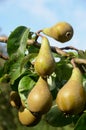 Pears on a tree, these are the species Doyenne du Comice Royalty Free Stock Photo