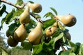 Pears on a tree, these are the species Royalty Free Stock Photo