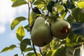 Two pears on a tree Royalty Free Stock Photo