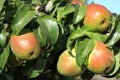 Bartlett pears growing on the tree