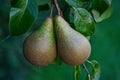 Pears