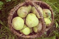 Pears in vintage basket Royalty Free Stock Photo