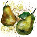 Pears watercolor