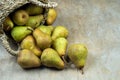 Pears on a wooden background. Fruit harvest. Autumn still life. Pear variety Bera Conference. Royalty Free Stock Photo