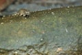 Pearse mudskipper