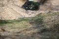 Pearse mudskipper