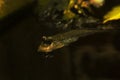 The Pearse`s mudskipper Periophthalmus novemradiatus.