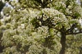 Peart tree blooming, branches in white flowers Royalty Free Stock Photo