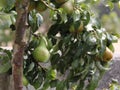 Peartree Royalty Free Stock Photo