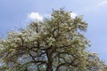 Peartree in my garden with blue sky and clouds