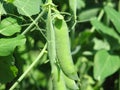 Peas Royalty Free Stock Photo