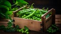 peas in a box in the garden. Selective focus.