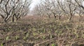 Peas crop as a secondary crop planted in the fruit farm Royalty Free Stock Photo