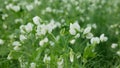 Peas detail blossom flower white bio organic farm farming cover crop Pisum sativum, green fertilization mulch field soil