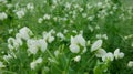 Peas detail blossom flower white bio organic farm farming cover crop Pisum sativum, green fertilization mulch field soil