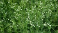 Peas detail blossom flower white bio organic farm farming cover crop Pisum sativum, green fertilization mulch field soil