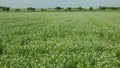 Peas detail blossom flower white bio organic farm farming cover crop Pisum sativum, green fertilization mulch field soil