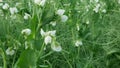 Peas detail blossom flower white bio organic farm farming cover crop Pisum sativum, green fertilization mulch field soil