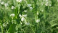 Peas detail blossom flower white bio organic farm farming cover crop Pisum sativum, green fertilization mulch field soil nutrition