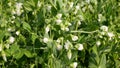 Peas detail blossom flower white pea bio organic farm farming Pisum sativum, green fertilization mulch field soil