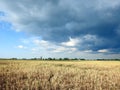 Peas field and beautiful cloudy sky, Lithuania