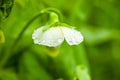 Peas flower with rain drops on it