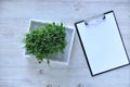 peas green young Microgreens growing background with microgreen sprouts on the table with a tablet to record and place for text. Royalty Free Stock Photo