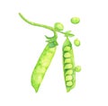 Peas. Hand drawn watercolor painting on white background Royalty Free Stock Photo