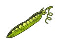 peas line art color sketch vector illustration