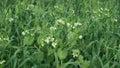 Peas and oats detail for green fertilization mulch field and soil nutrition for other crops and green manure farming