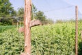 Peas in the organic vegetable garden Royalty Free Stock Photo