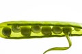 Peas in pea pod Royalty Free Stock Photo