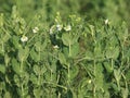 Peas plant blooming Royalty Free Stock Photo