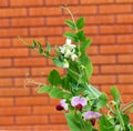 Peas plant with flowers Royalty Free Stock Photo
