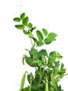 Peas plant with flowers and pods isolated Royalty Free Stock Photo