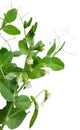 Peas plant with flowers and pods isolated Royalty Free Stock Photo