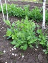 Peas plant in garden