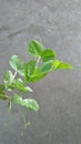 Peas plant with green leaves