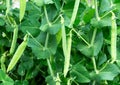 Peas plant growing on the farm Royalty Free Stock Photo