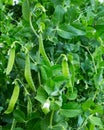 Peas plant growing on the farm Royalty Free Stock Photo