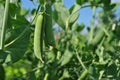 Peas plant with ripe green pods, raw in field, organic farming Royalty Free Stock Photo