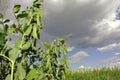 Peas plant with ripe green pods, raw in field, organic farming Royalty Free Stock Photo