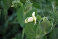 Peas plant white flower, organic farming, close up, dark green leaves
