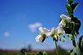 Peas plant white flowers, organic farming, close up, sky background